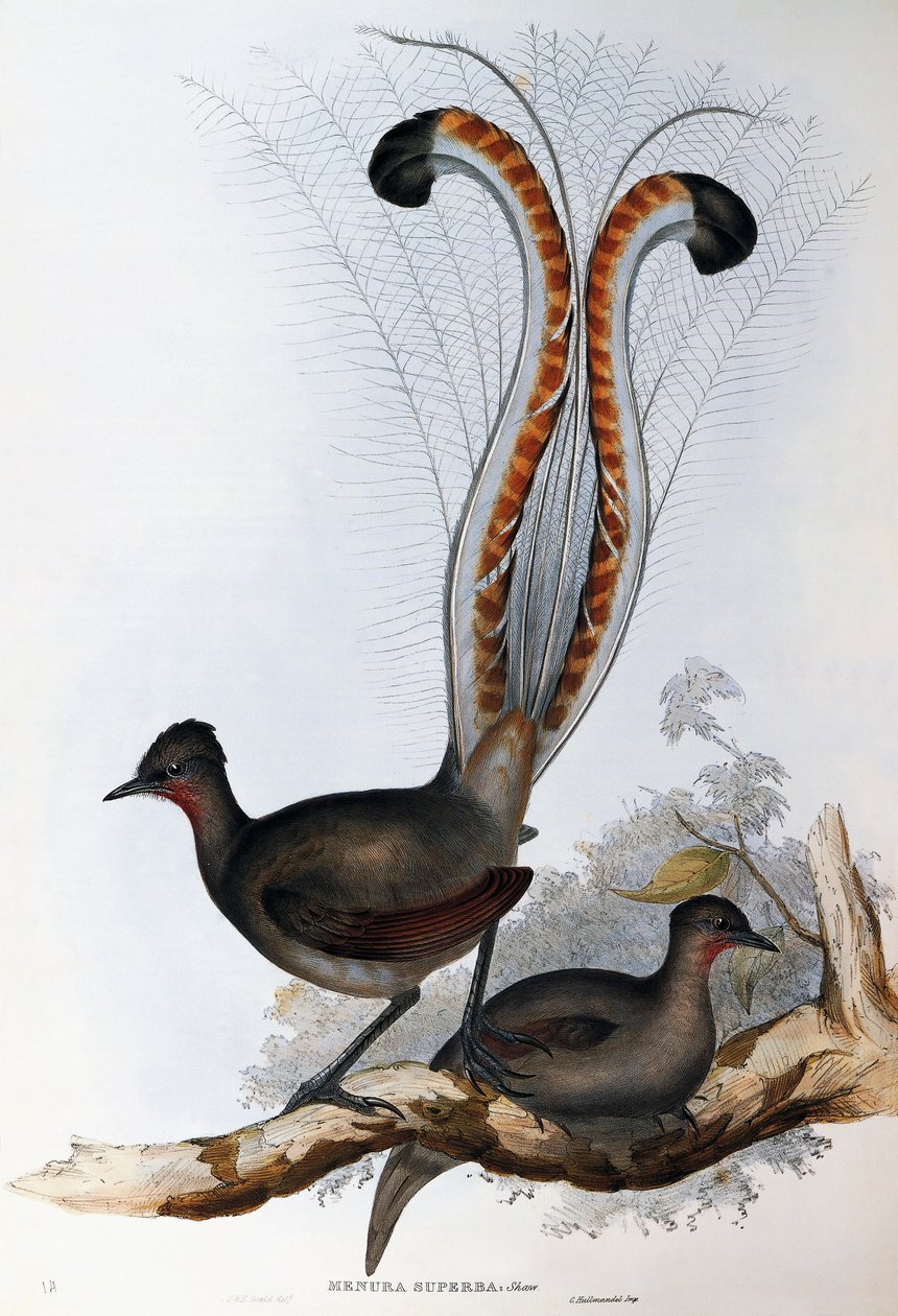 Fremragende Lyrebird (Menura superba) af John Gould