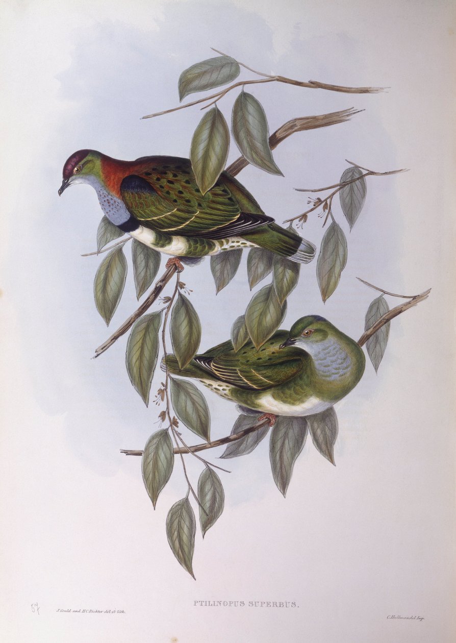 Fremragende frugtdue (Ptilinopus superbus), Indgravering af John Gould af John Gould