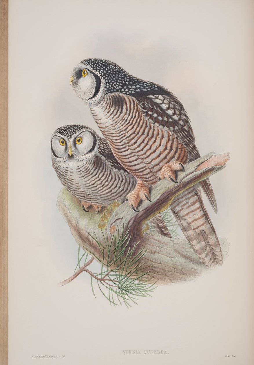 Surnia Funerea, plade fra The Birds of Great Britain af John Gould, udgivet 1862-73 (håndkoloreret litografi) af John Gould