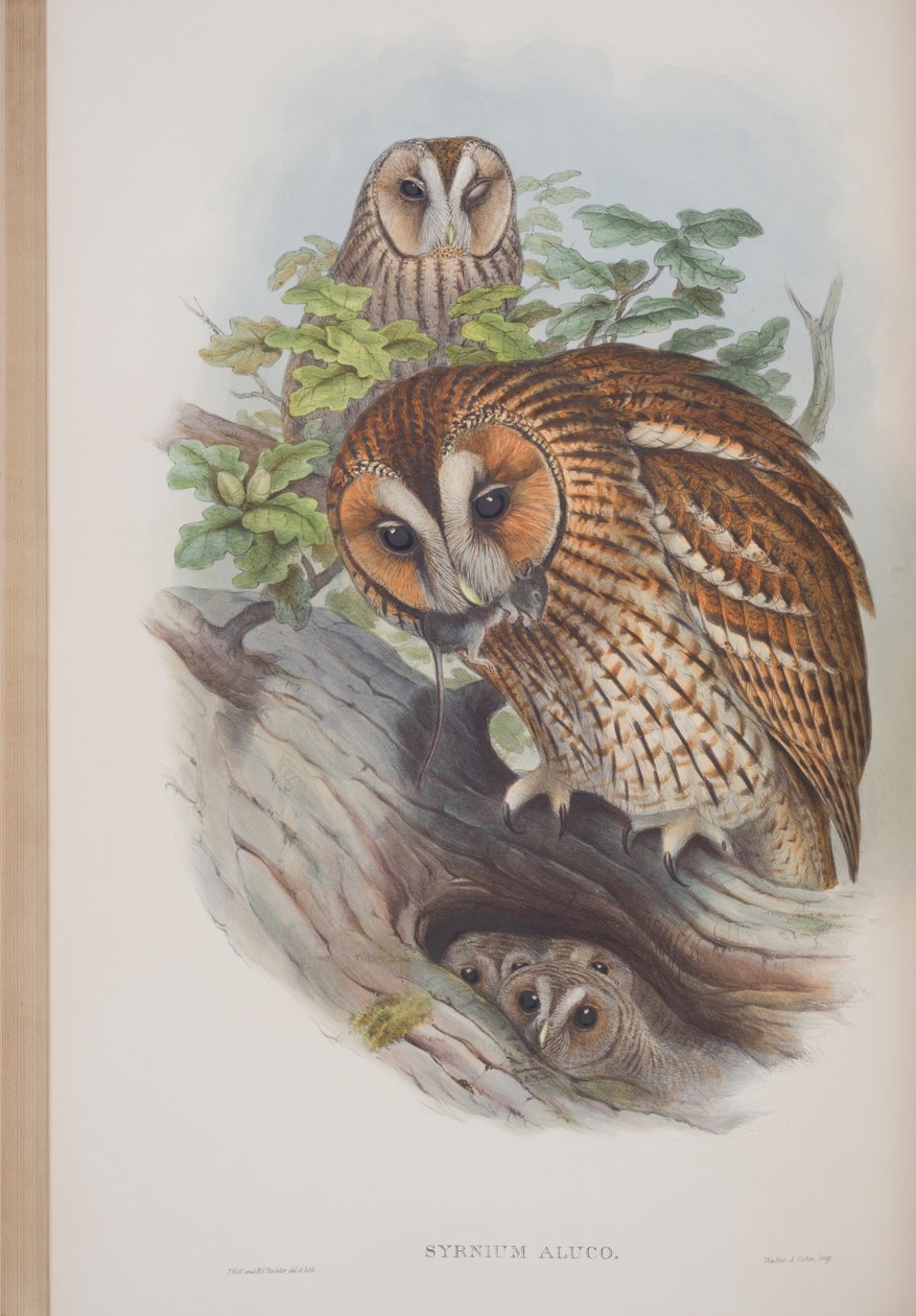 Syrnium Aluco, plade fra The Birds of Great Britain af John Gould, udgivet 1862-73 (håndfarvet litho) af John Gould