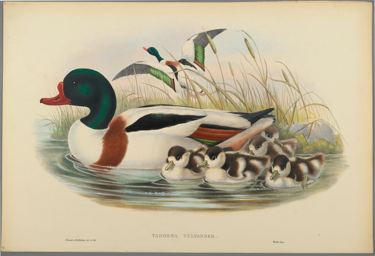 Tadorna Vulpanser: Sheldrake (farve litho på vævet papir) af John Gould