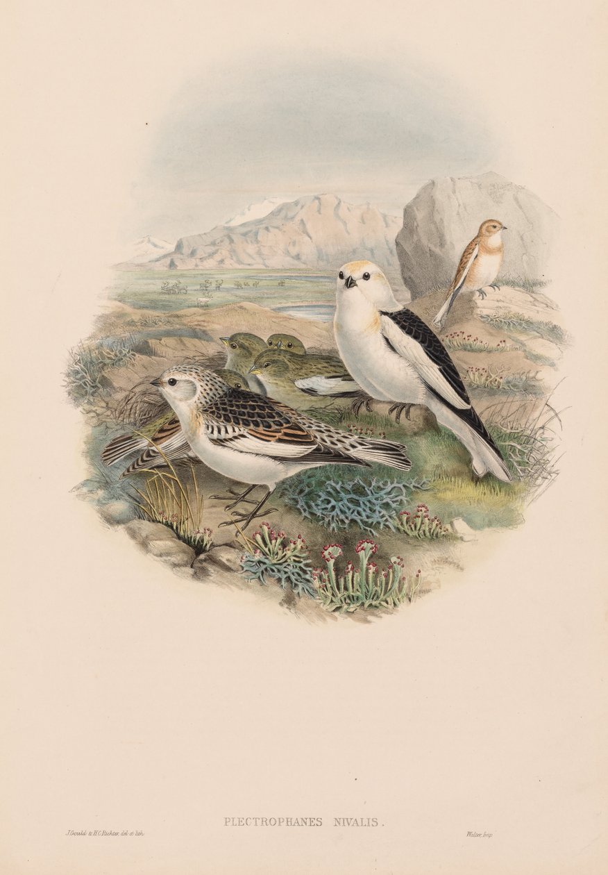 The Birds of Great Britain: Plestrophanes nivalis. af John Gould