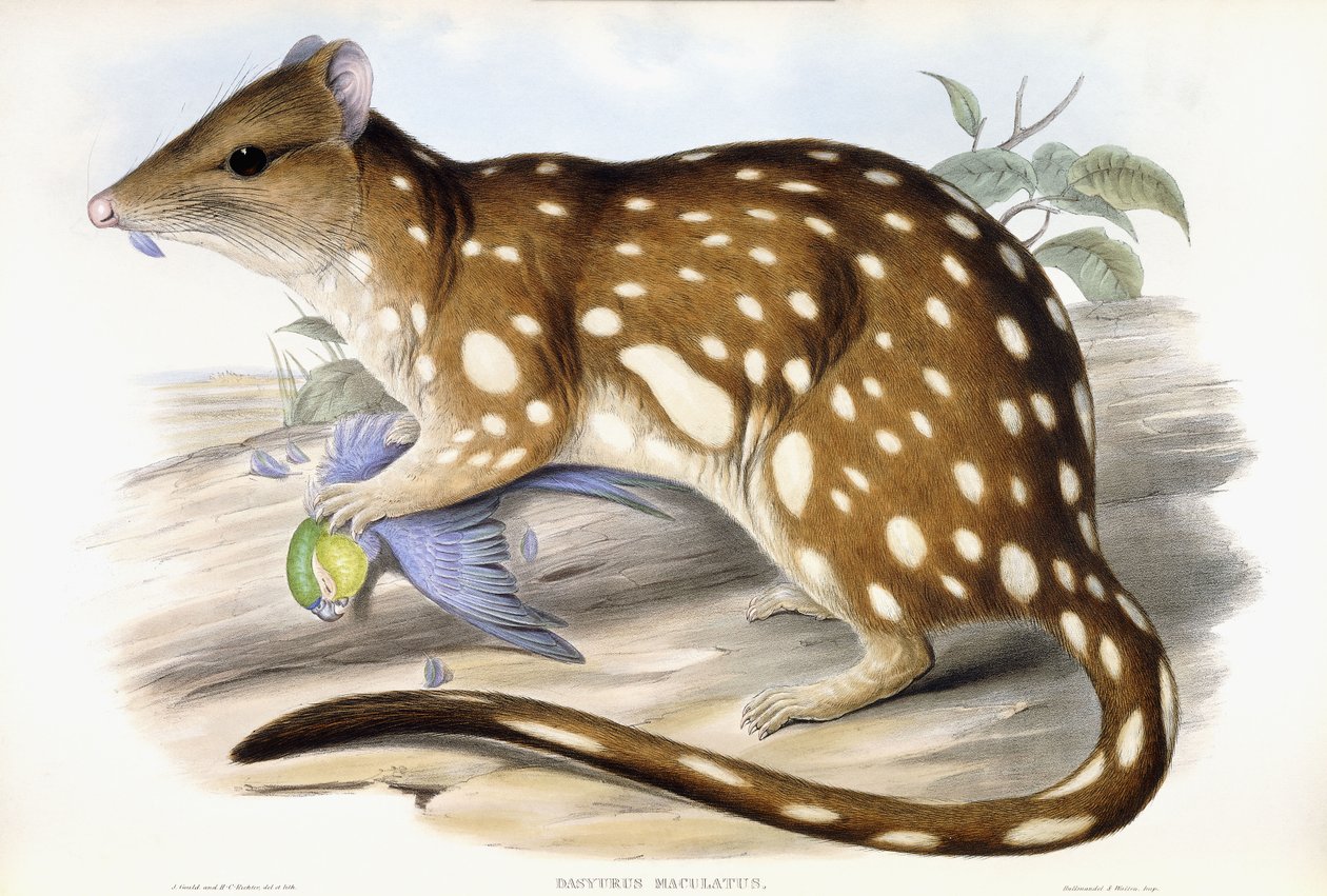 Tiger Quoll af John Gould