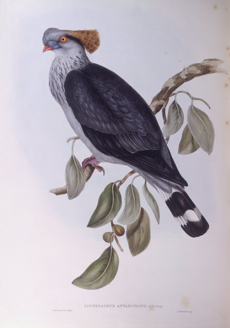 Topknotdue (Lopholaimus antarcticus), Indgravering af John Gould af John Gould