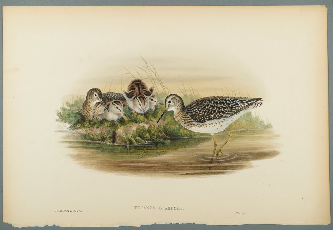 Totanus Glareola - Sandpiper (farve litho på vævet papir) af John Gould