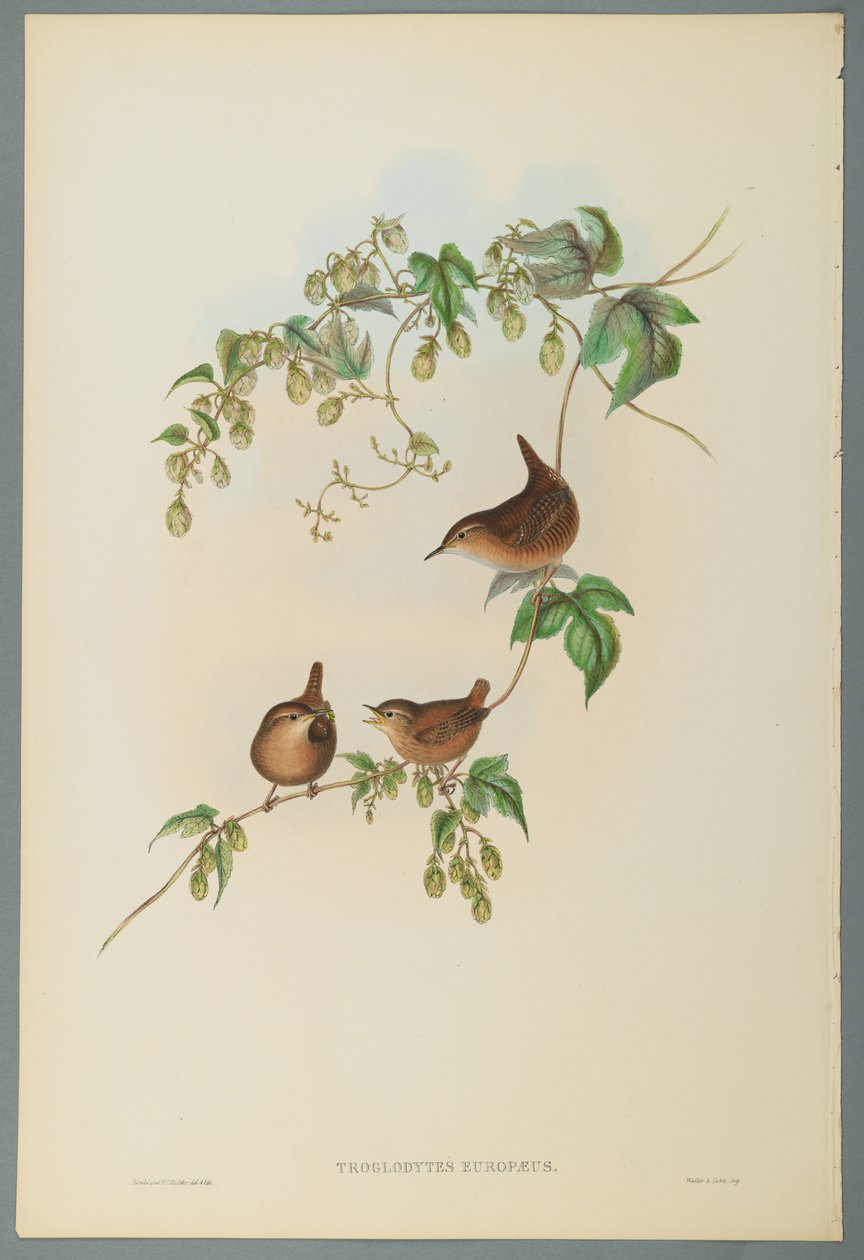 Troglodytes Europaeus - Wren (farve litho på vævet papir) af John Gould