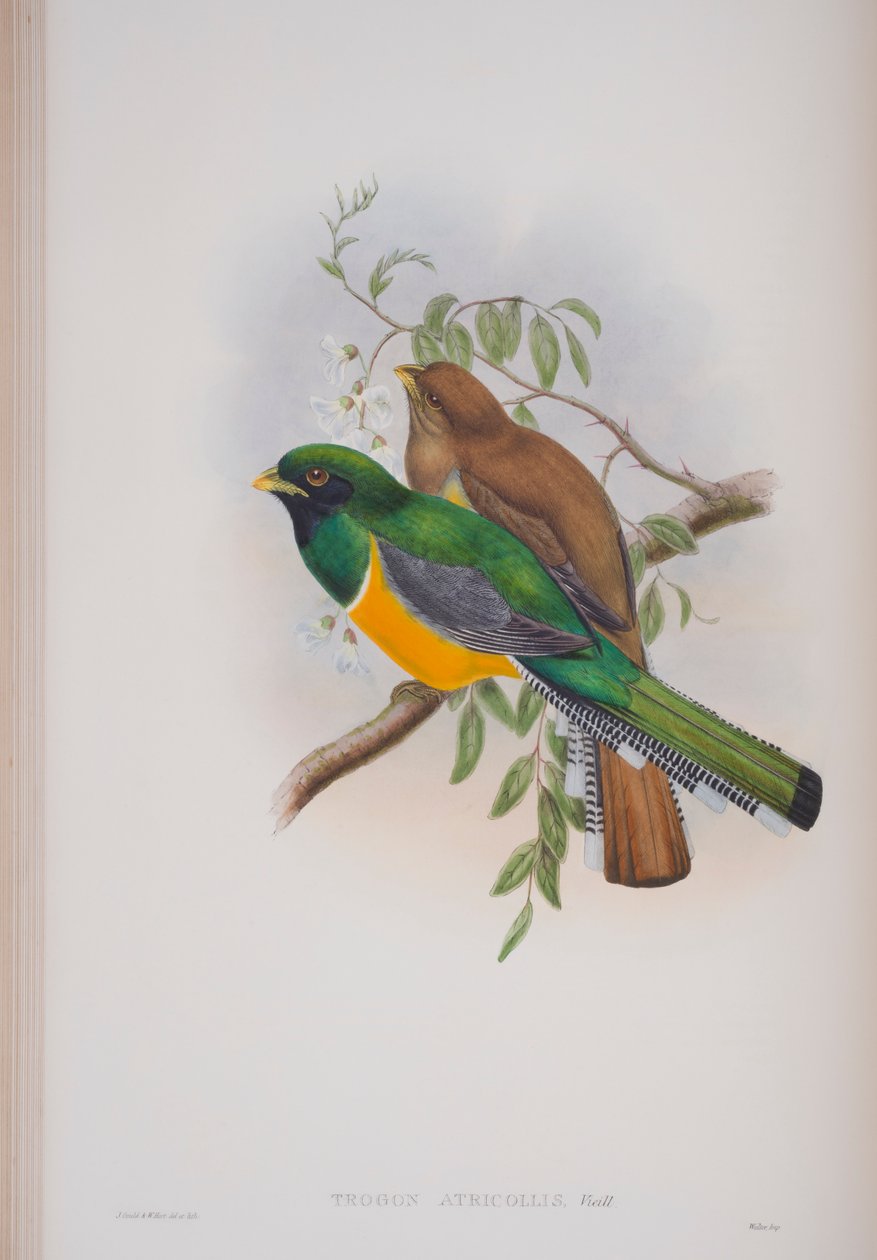 Trogon Atricollis, plade fra The Birds of Great Britain af John Gould, udgivet 1862-73 (håndkoloreret litografi) af John Gould