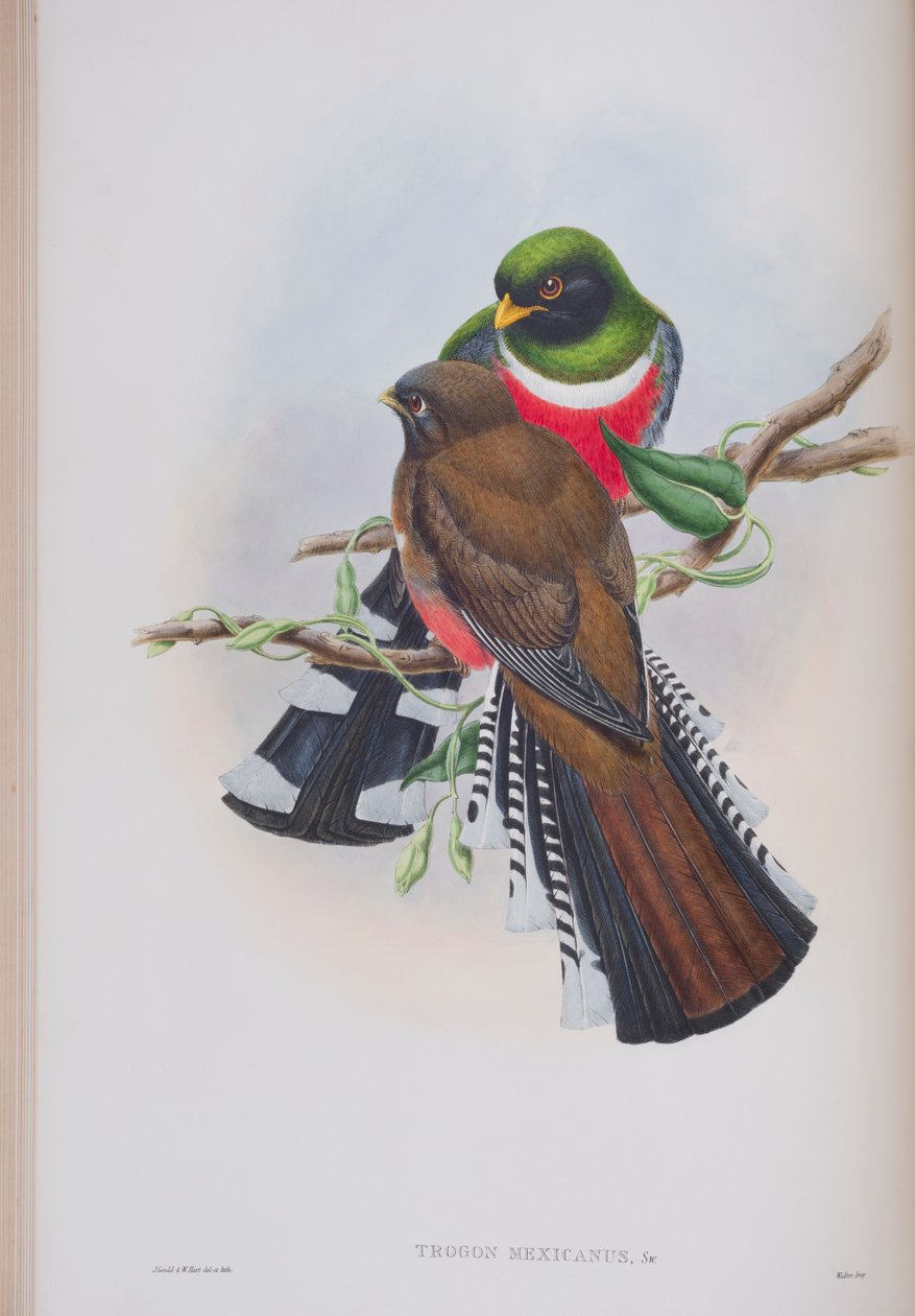 Trogon Mexicanus, plade fra The Birds of Great Britain af John Gould, udgivet 1862-73 (håndkoloreret litografi) af John Gould