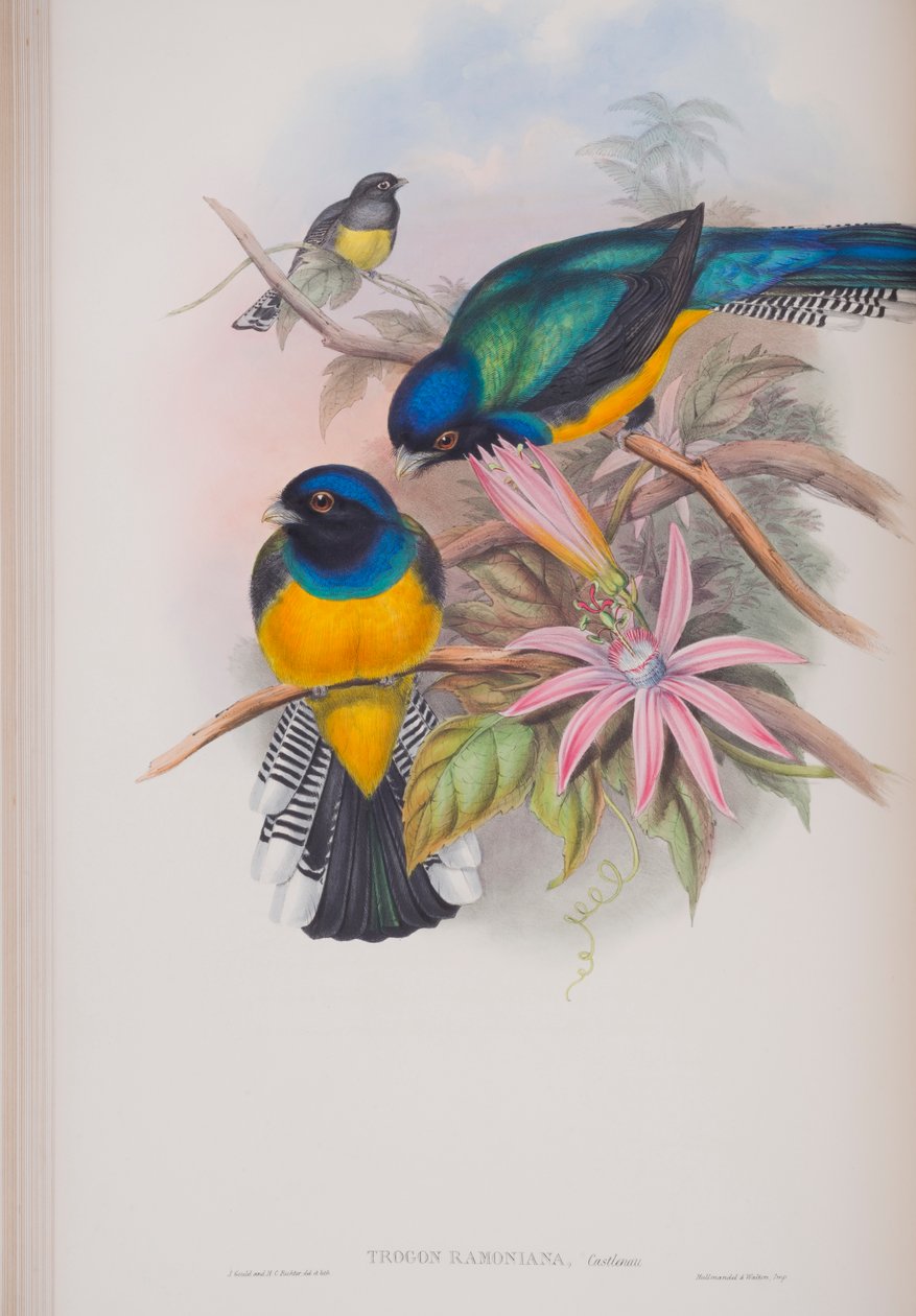 Trogon Ramoniana, plade fra The Birds of Great Britain af John Gould, udgivet 1862-73 (håndkoloreret litografi) af John Gould