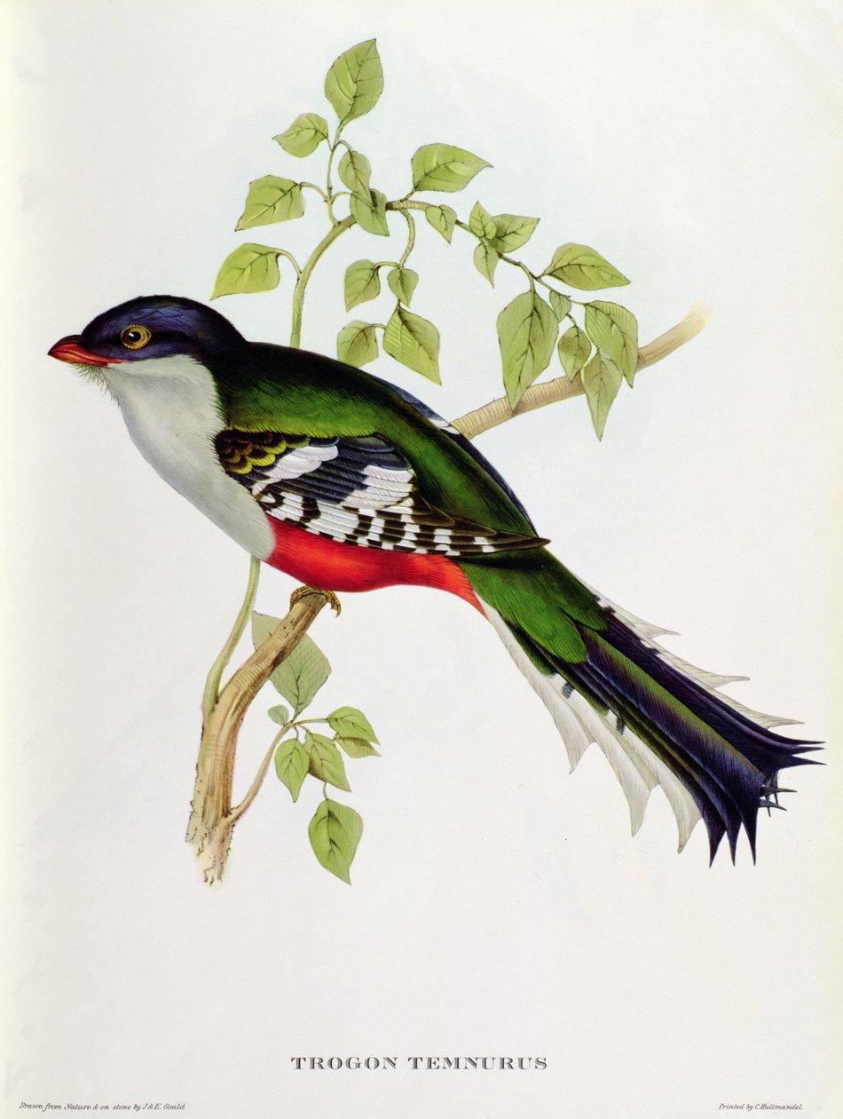 Trogon Temnurus fra 