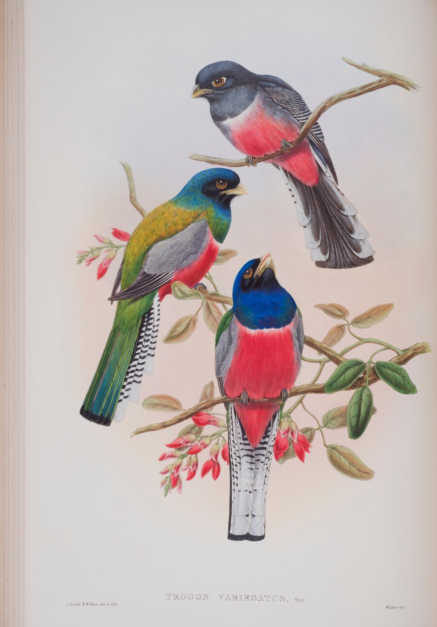 Trogon Variegatus, plade fra The Birds of Great Britain af John Gould, udgivet 1862-73 (håndkoloreret litografi) af John Gould