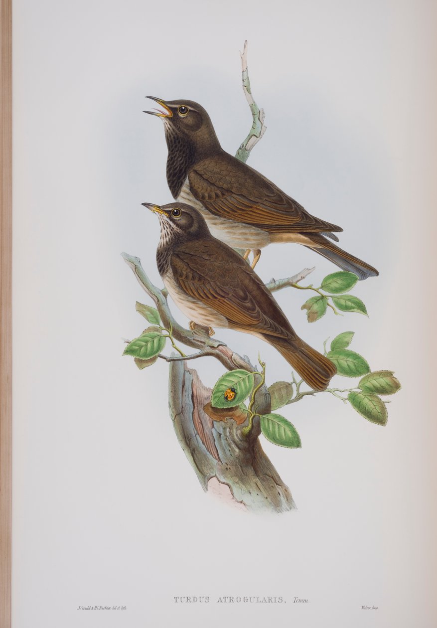 Turdis Atrogularis, plade fra The Birds of Great Britain af John Gould, udgivet 1862-73 (håndkoloreret litografi) af John Gould