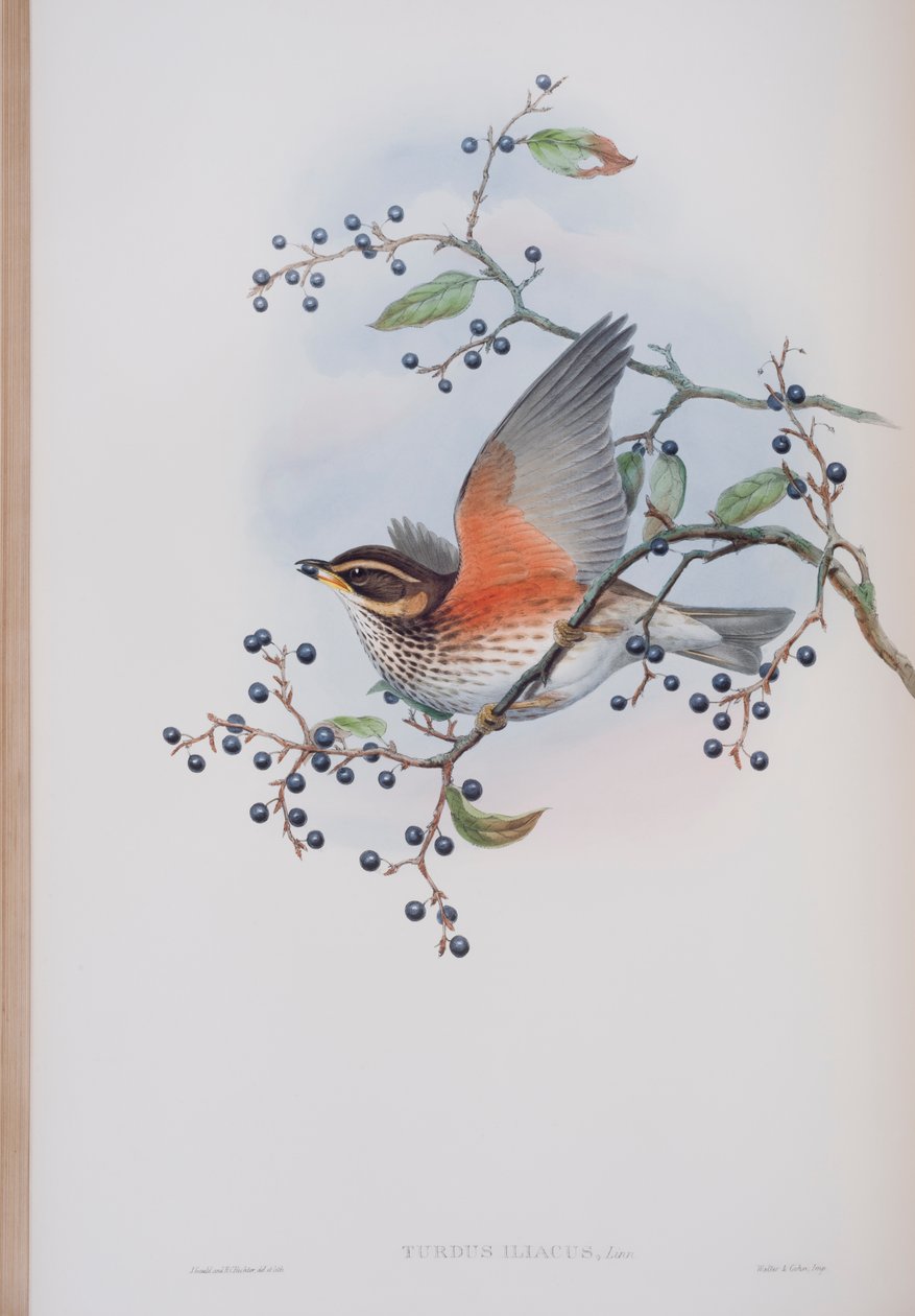 Turdus Illacus, plade fra The Birds of Great Britain af John Gould, udgivet 1862-73 (håndkoloreret litografi) af John Gould