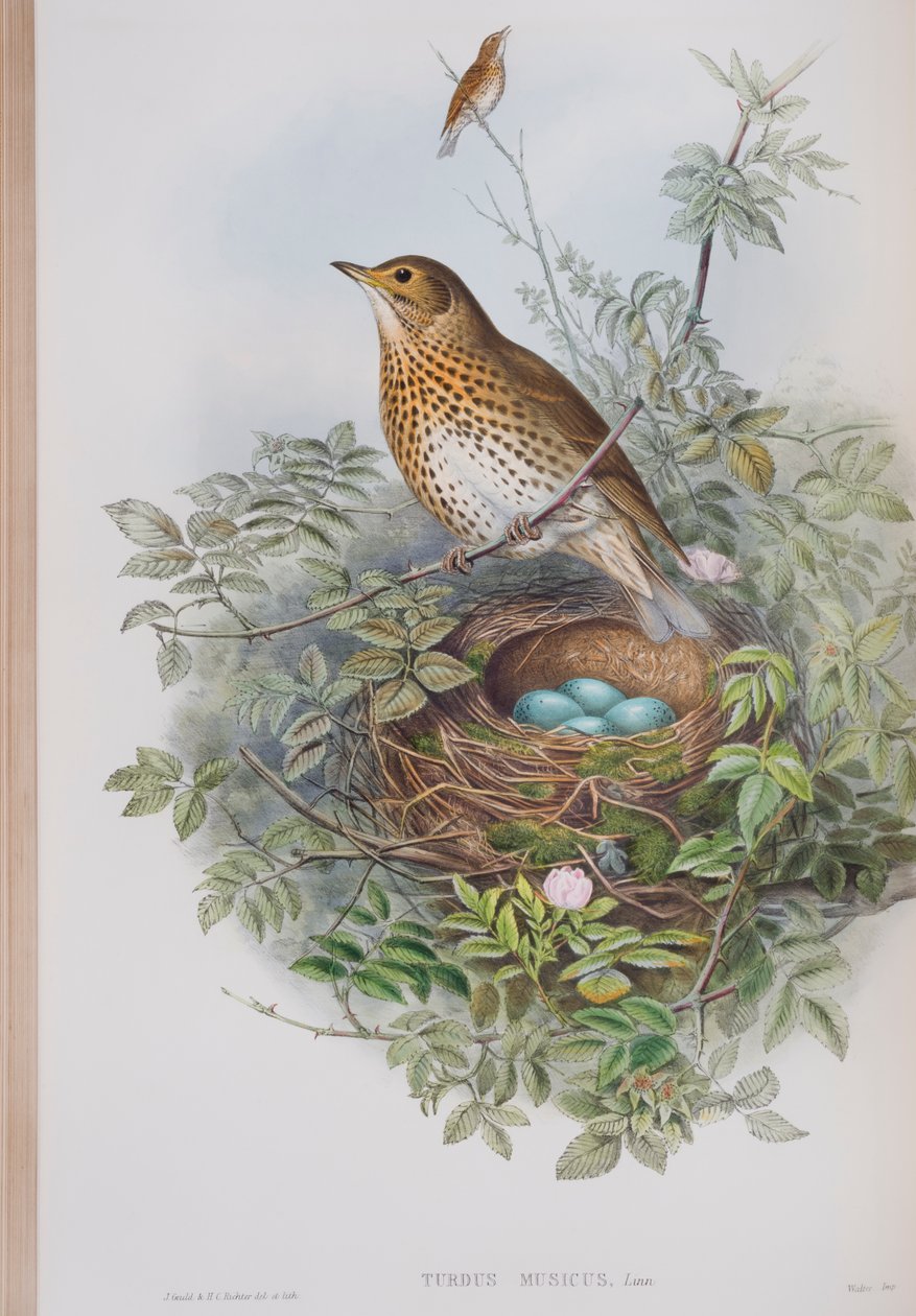 Turdus Musicus, plade fra The Birds of Great Britain af John Gould, udgivet 1862-73 (håndkoloreret litografi) af John Gould