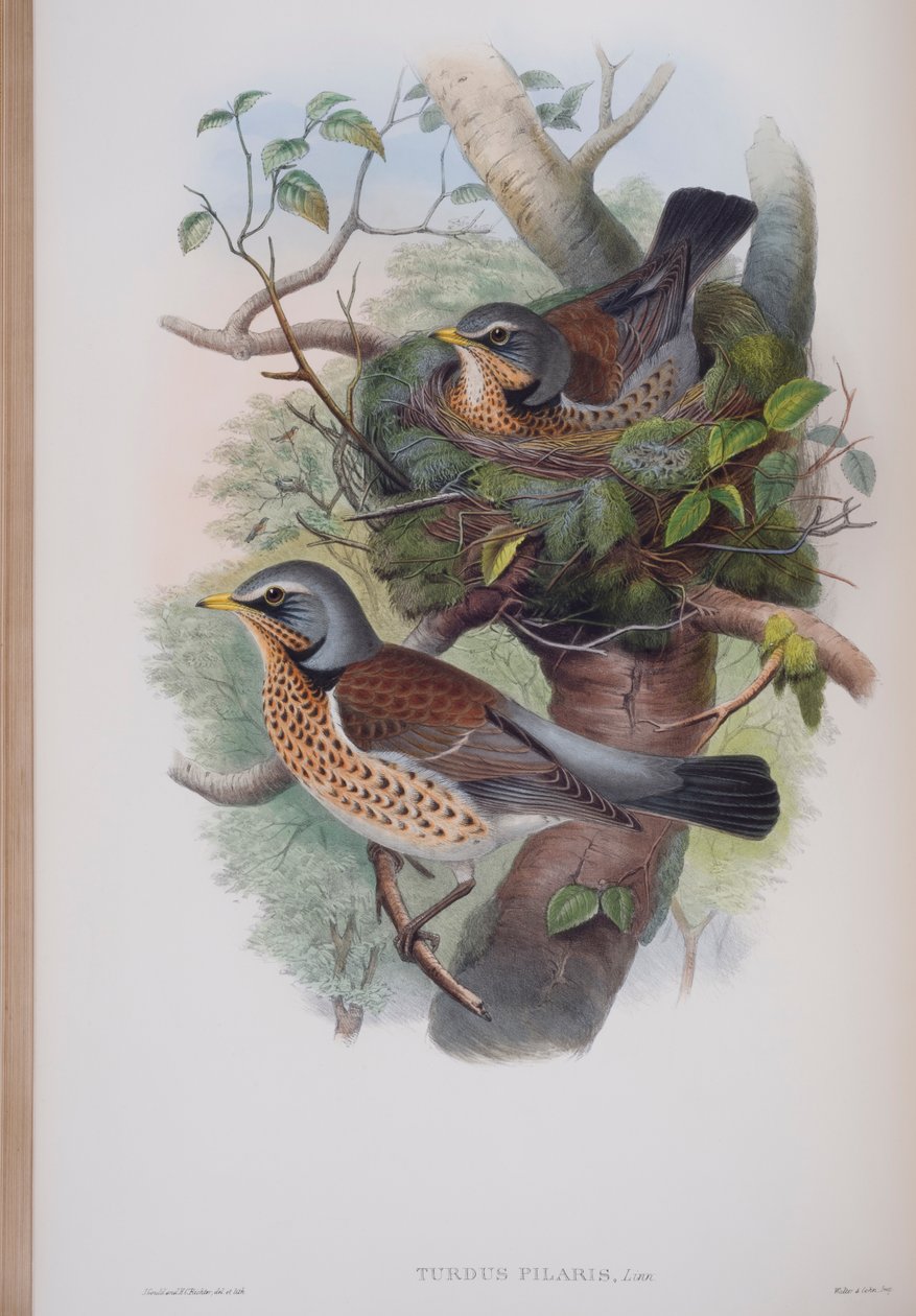 Turdus Pilaris, plade fra The Birds of Great Britain af John Gould, udgivet 1862-73 (håndkoloreret litografi) af John Gould