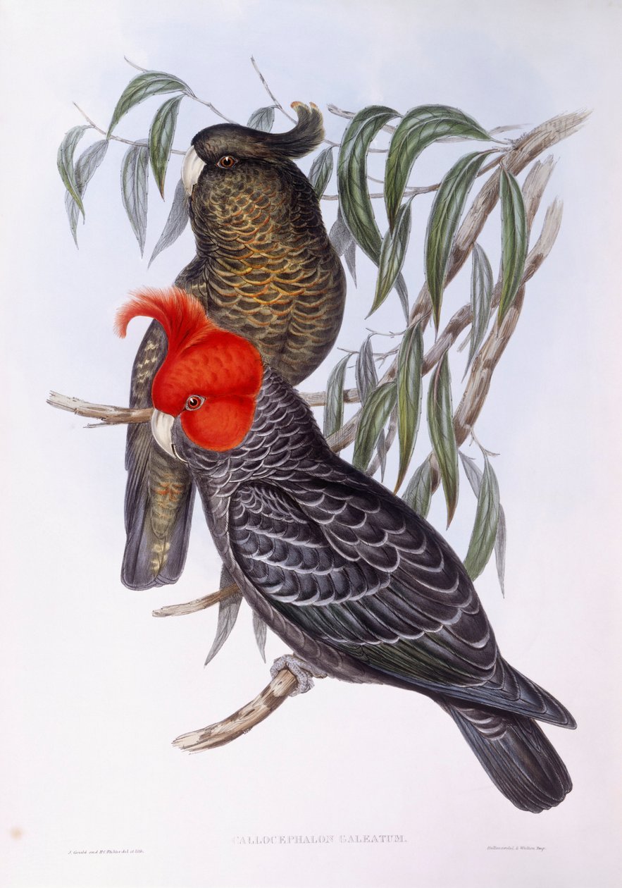 To papegøjer siddende på gren, gravering af John Gould