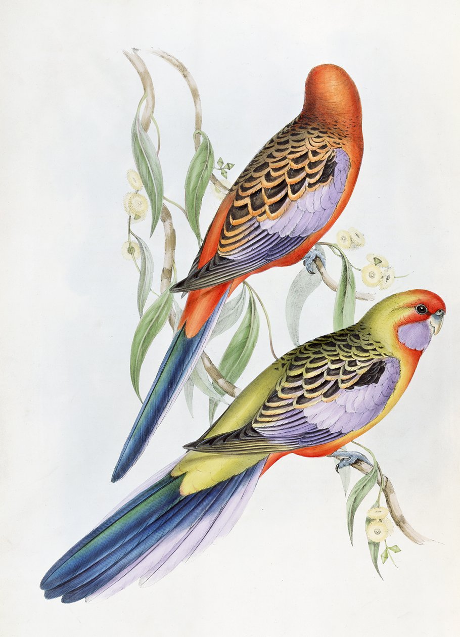 Ukendt billede af John Gould