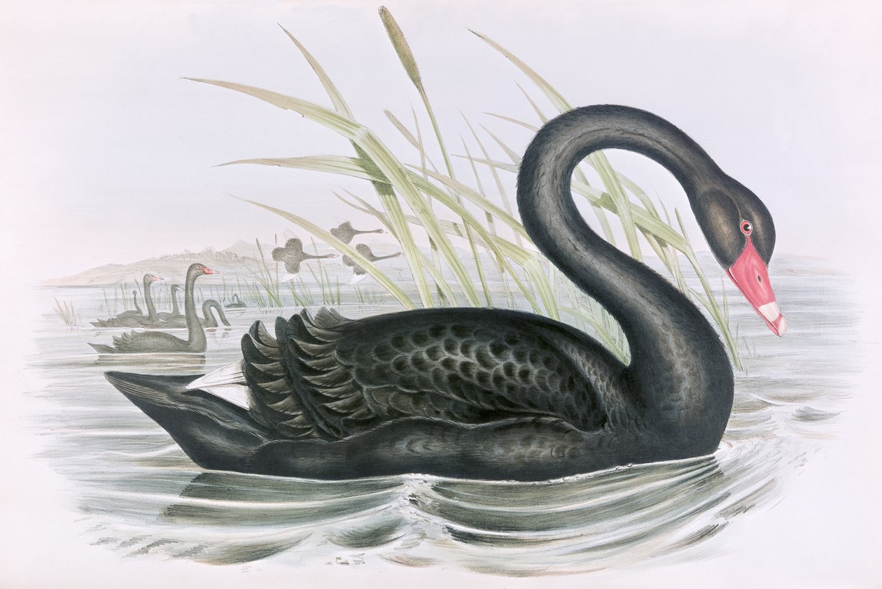 Ukendt billede af John Gould