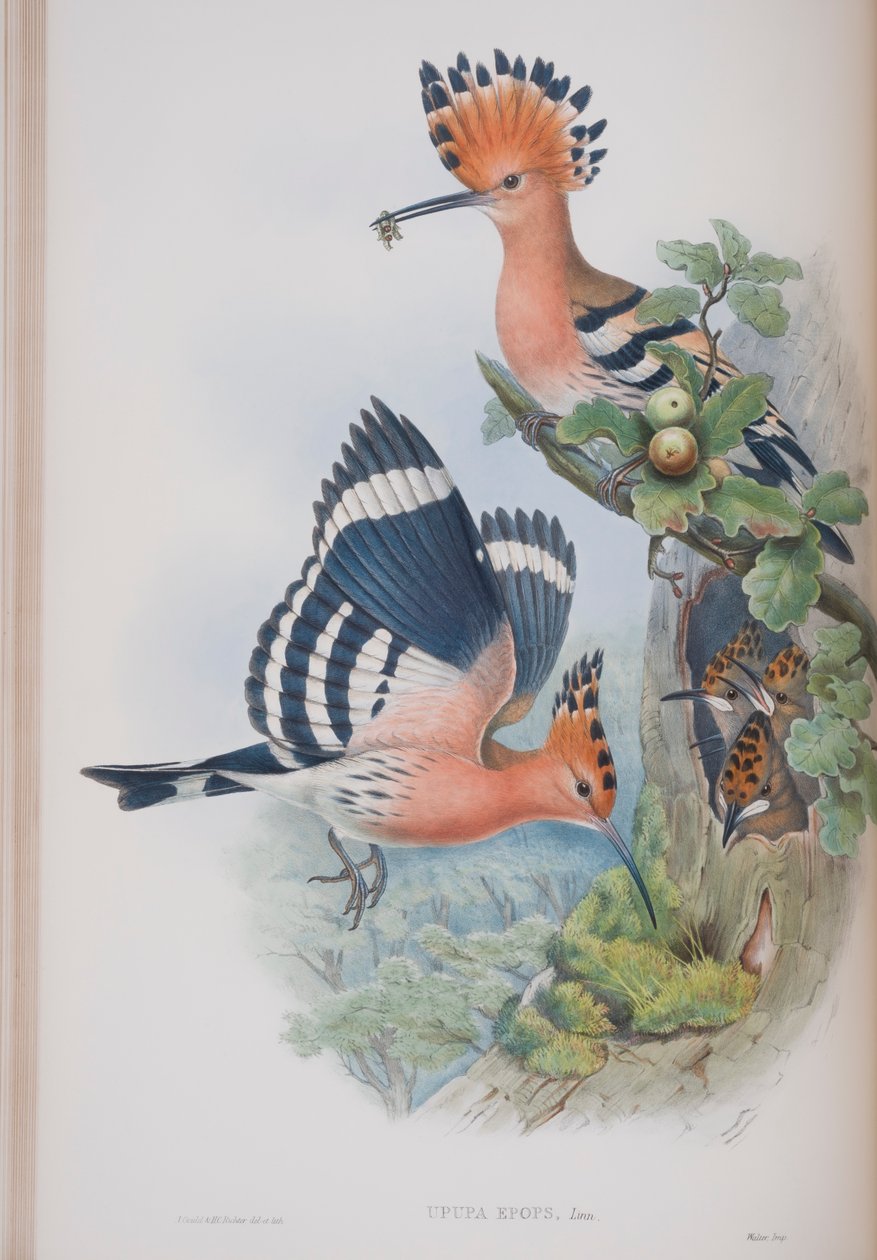 Upupa Epops, plade fra The Birds of Great Britain af John Gould, udgivet 1862-73 (håndkoloreret litografi) af John Gould