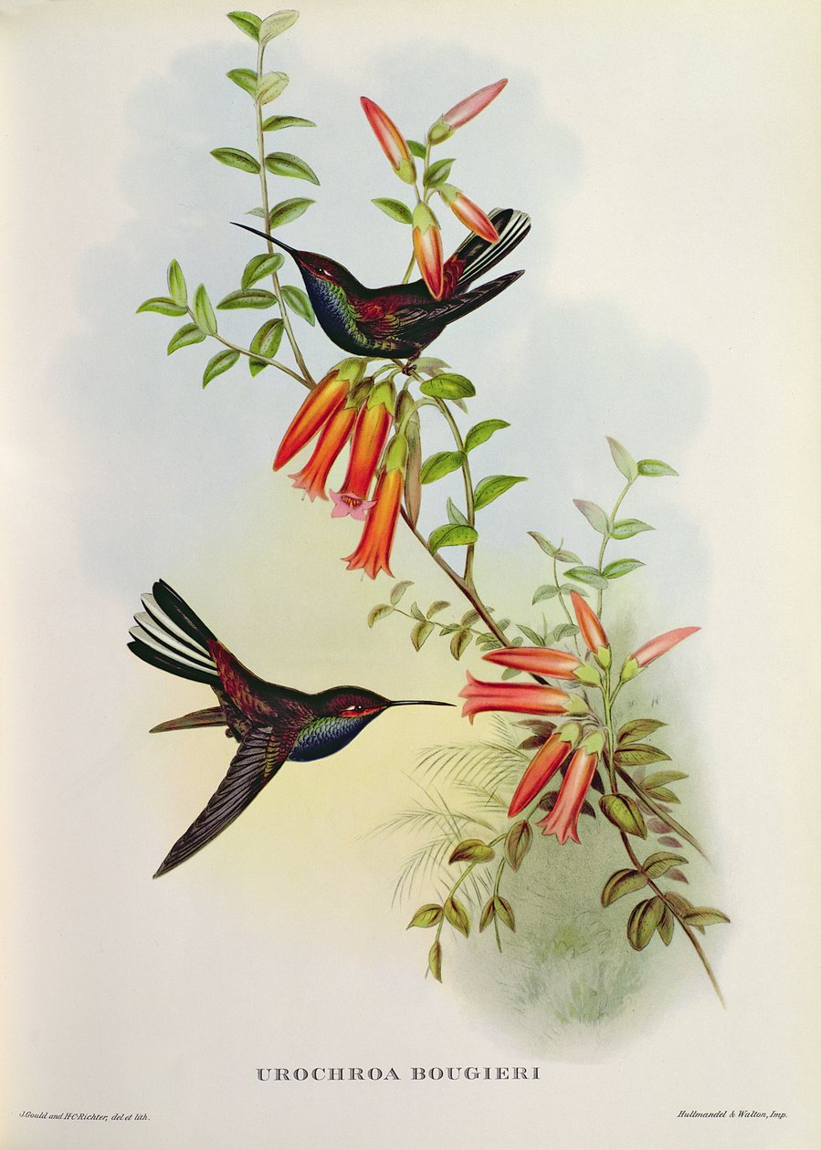 Urochroa Bougieri af John Gould