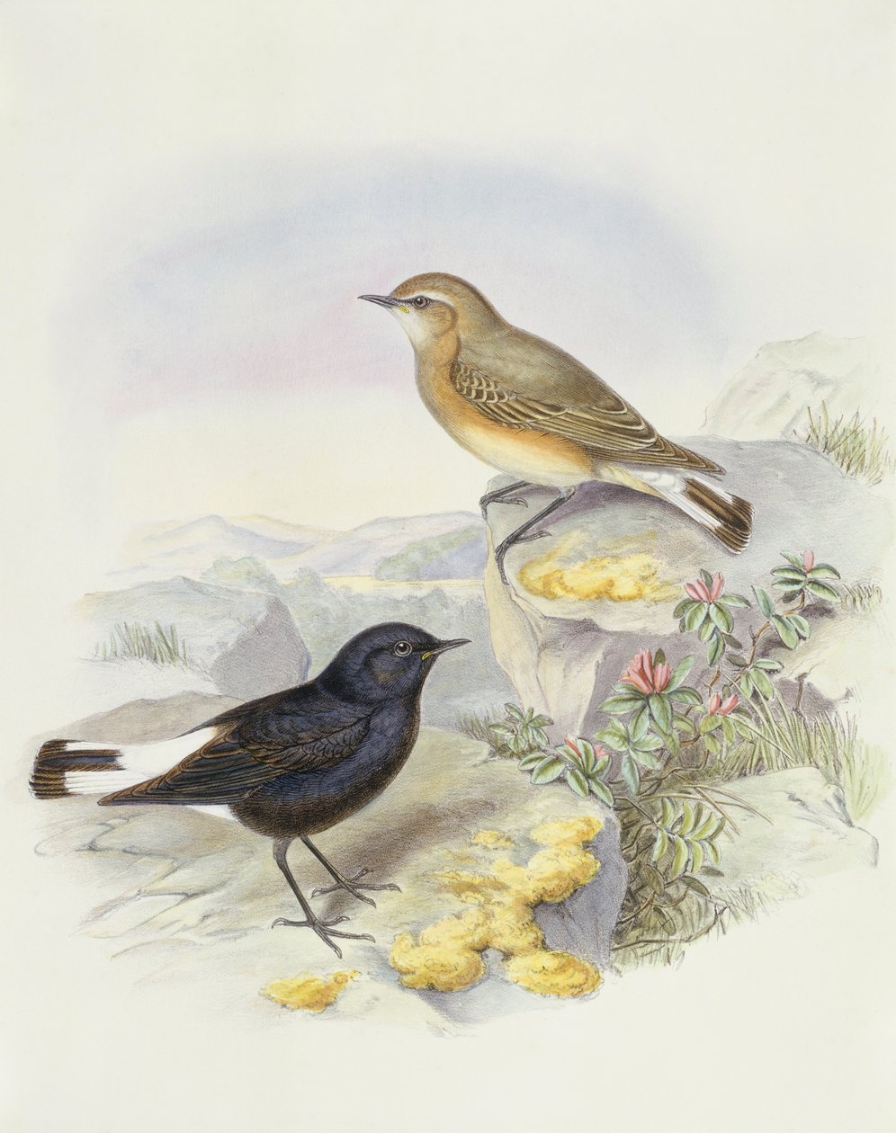 Variabel hvede (Oenanthe picata), gravering af John Gould af John Gould