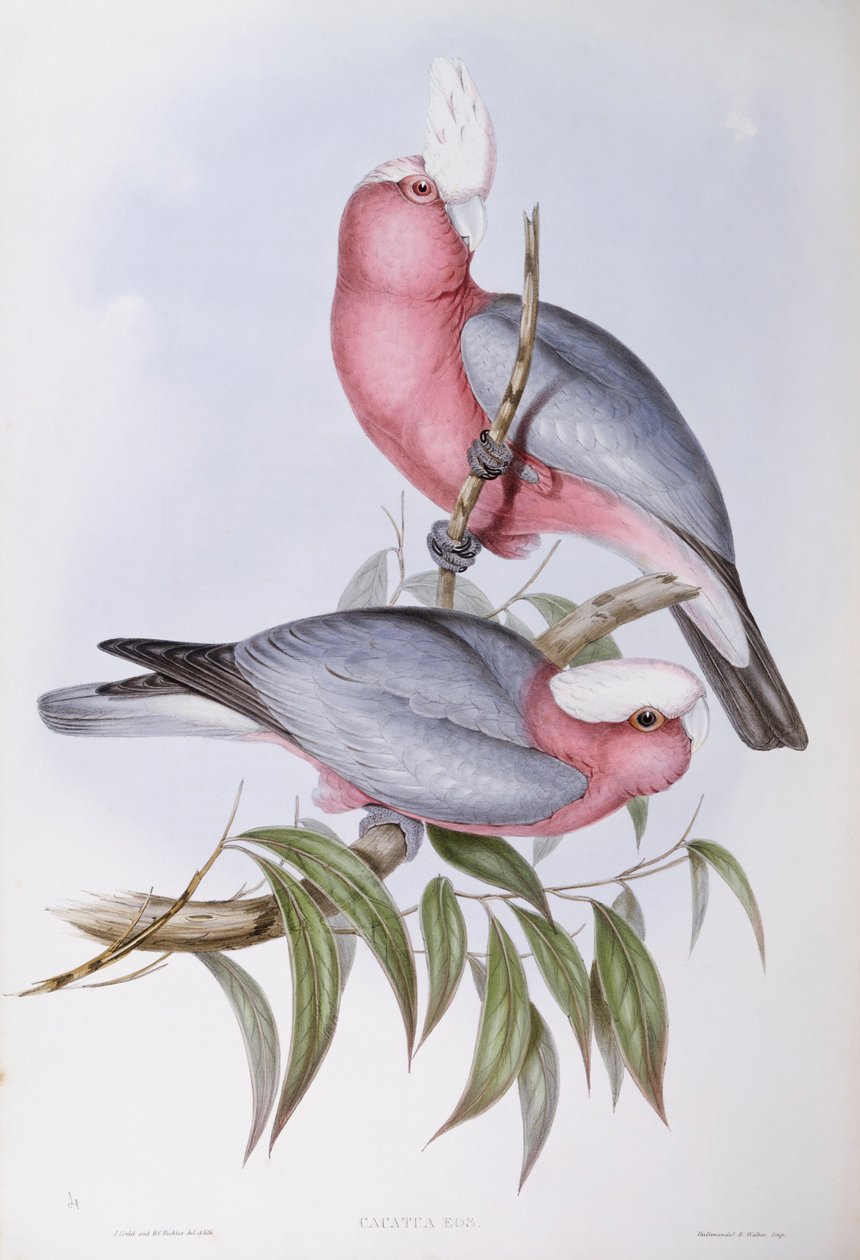 Violethalset lory (Eos squamata), gravering af John Gould af John Gould