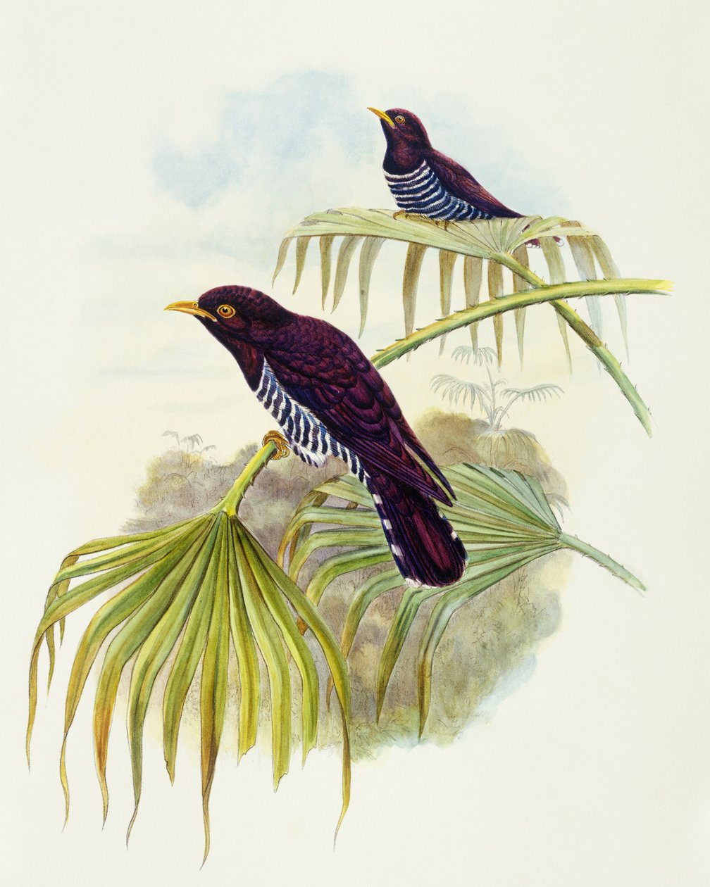 Violet gøg (Chrysococcyx xanthorhynchus), gravering af John Gould af John Gould