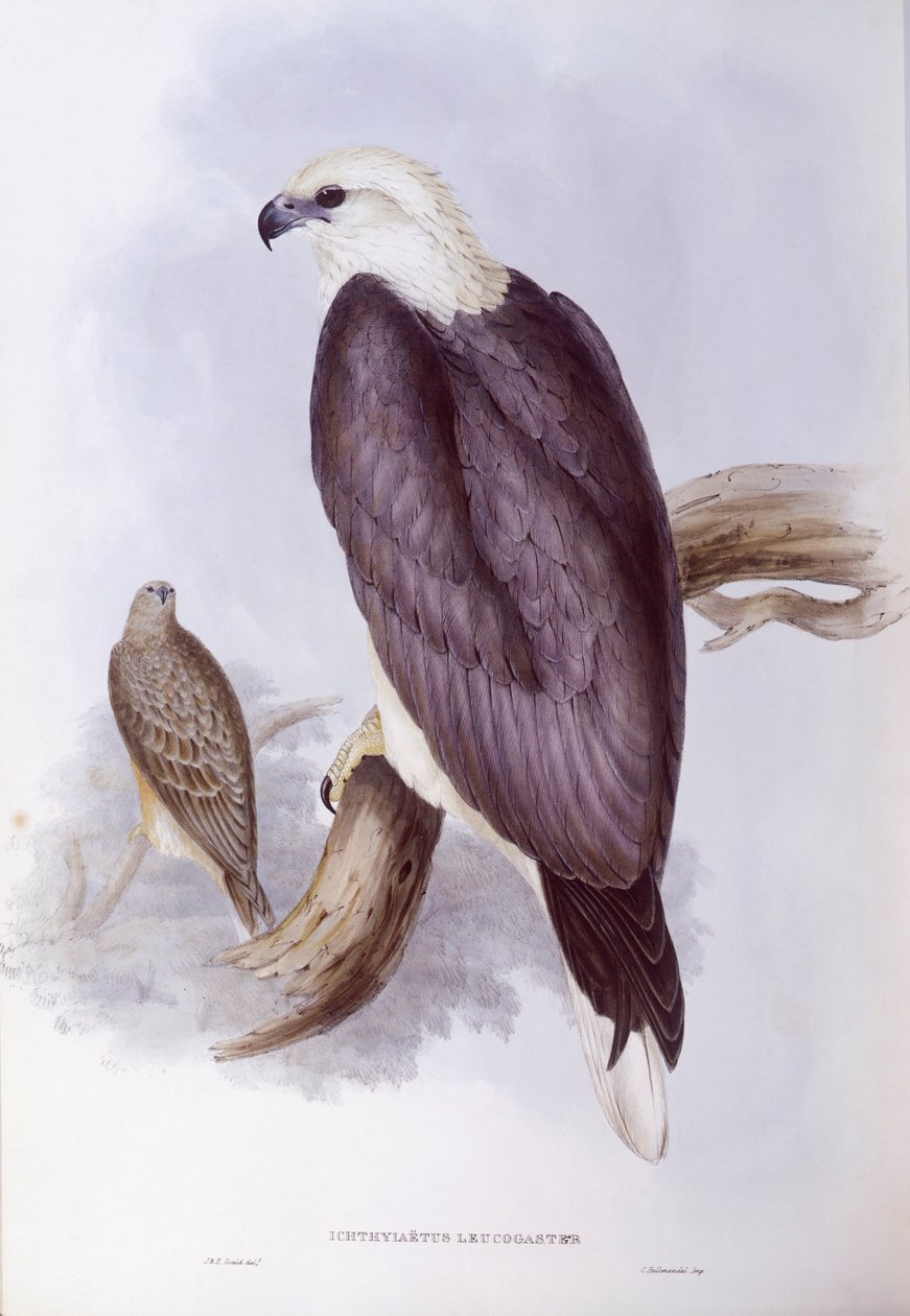 Hvidbuget fiskeørn (Haliaeetus leucogaster), Indgravering af John Gould af John Gould