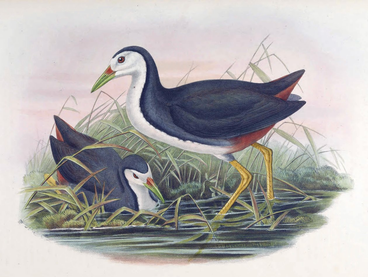 Hvidbrystet vandhøne Amaurornis phoenicurus (Pennant) af John Gould