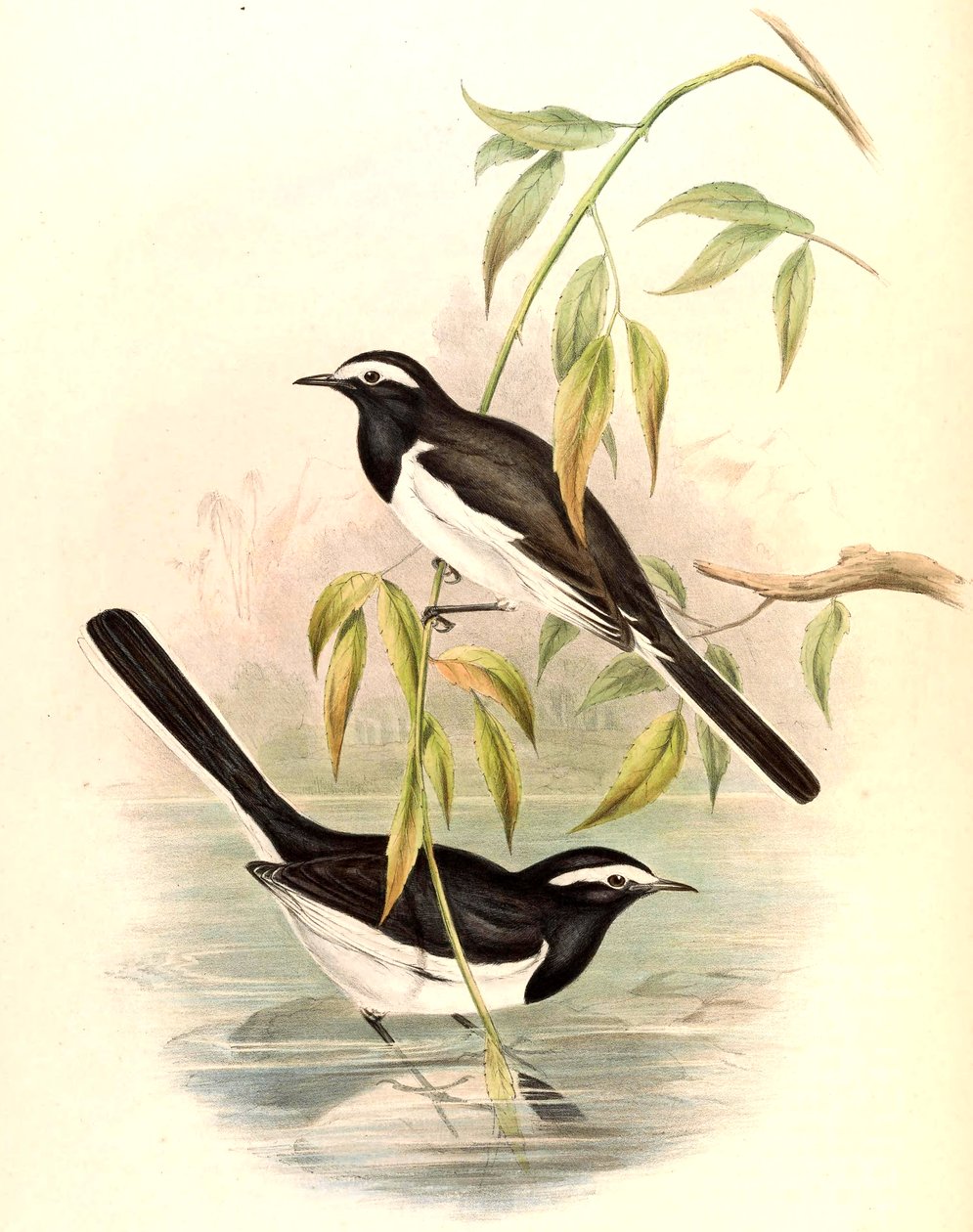 Hvidbrynet vipstjert (Large Pied Wagtail) Motacilla maderaspatensis Gmelin af John Gould