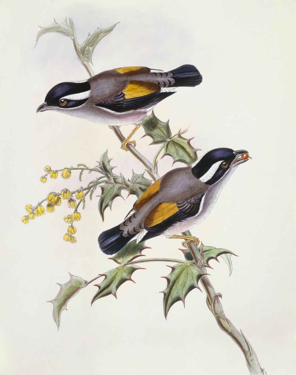 Hvidbrynet tornskade (Pteruthius flaviscapis), gravering af John Gould af John Gould
