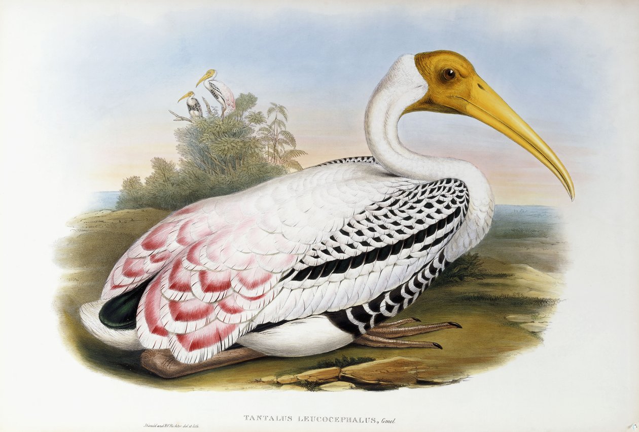 Hvidhovedet Ibis; Tantalus Leucocephalus, ca. 1850-1873 af John Gould