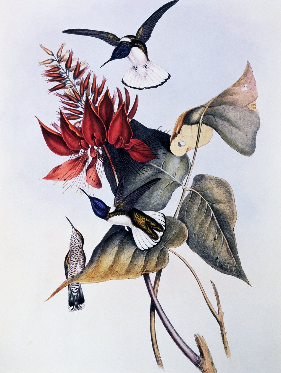 Hvidhalset Jacobin (Florisuga mellivora), gravering fra Monograph of Trochilidae eller Humming Birds (1849-1861), af John Gould (1804-1881) af John Gould