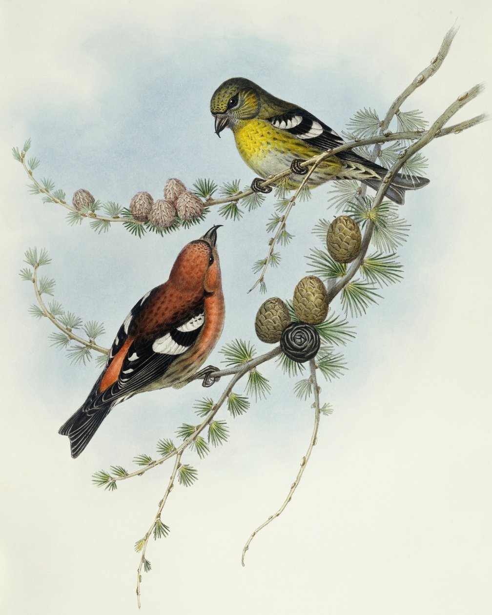 Hvidvinget korsnæb (Loxia leucoptera), Indgravering af John Gould af John Gould