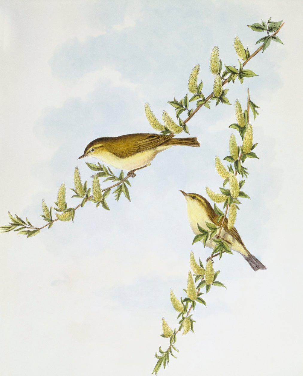 Pilesanger (Phylloscopus trochilus), Indgravering af John Gould af John Gould