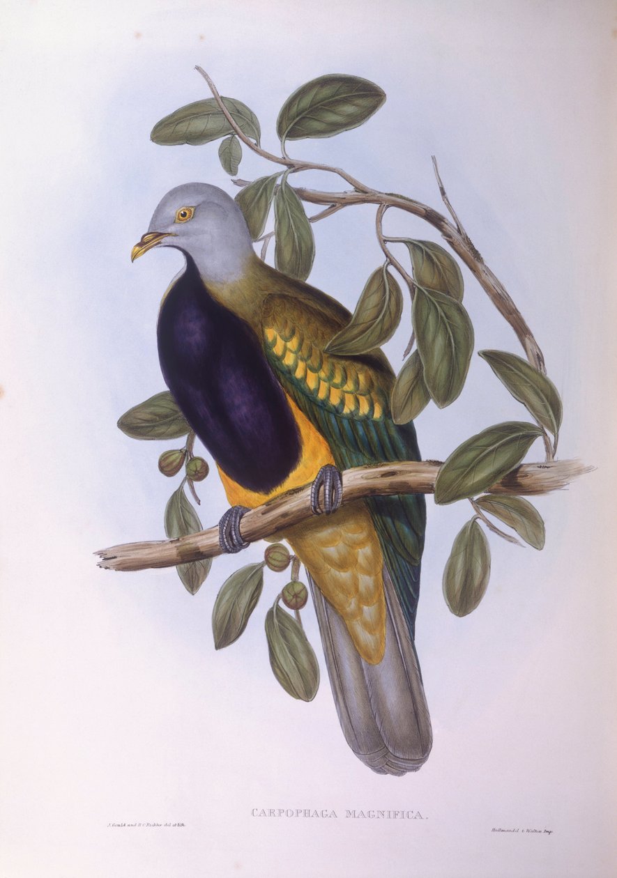 Wompoo frugtdue (Ptilinopus magnificus), Indgravering af John Gould af John Gould