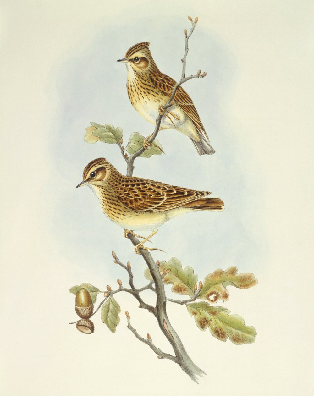 Skovlærke (Lullula arborea), gravering af John Gould af John Gould