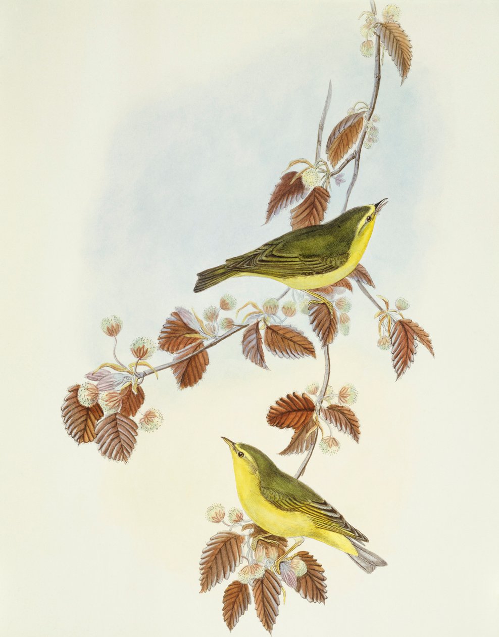 Skovsanger (Phylloscopus sibilatrix), Indgravering af John Gould af John Gould