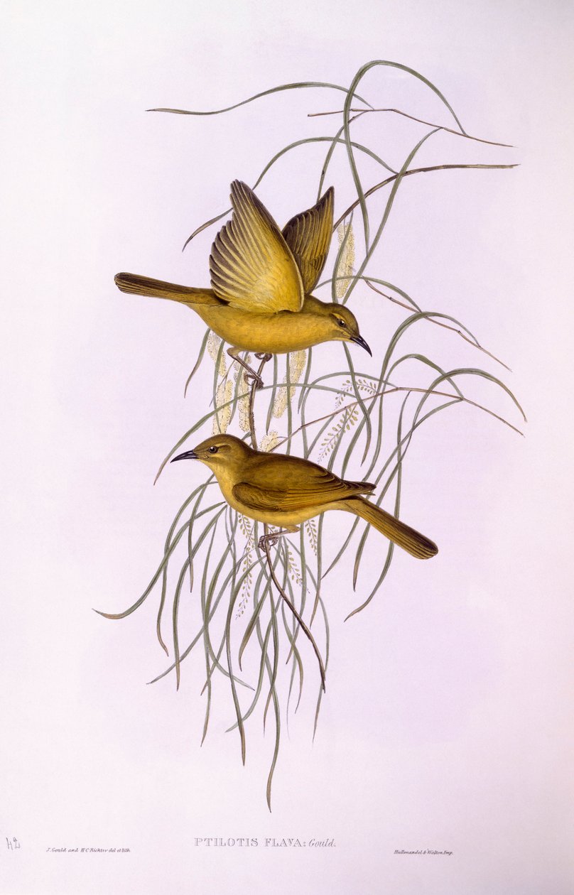 Gul honningæder (Lichenostomus flavus), gravering af John Gould af John Gould