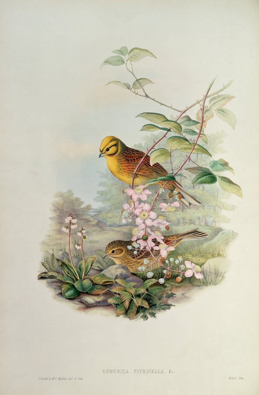 Gulhammer af John Gould