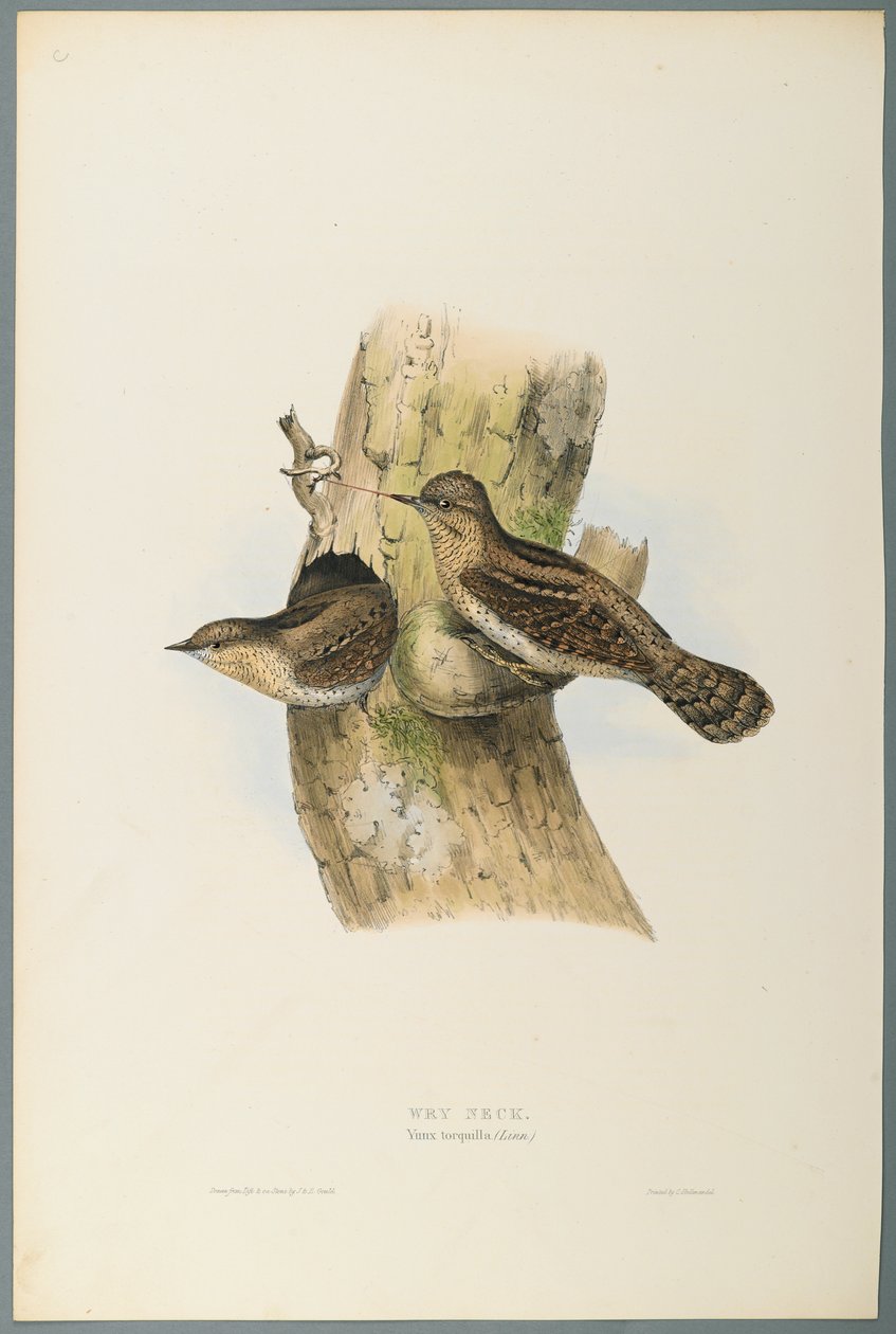 Yunx Torquilla: Wry Neck (farve litho på vævet papir) af John Gould