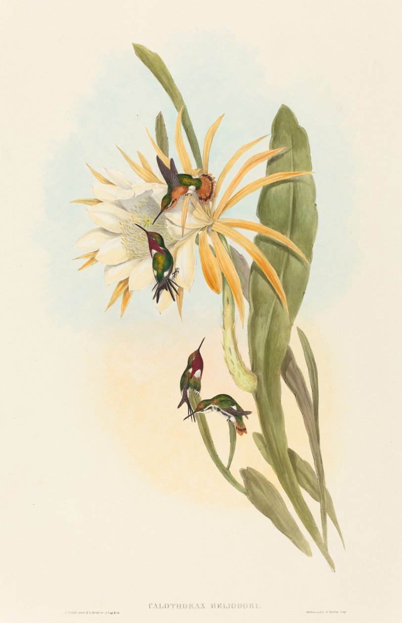 Calothorax heliodorus af John Gould and H.C. Richter
