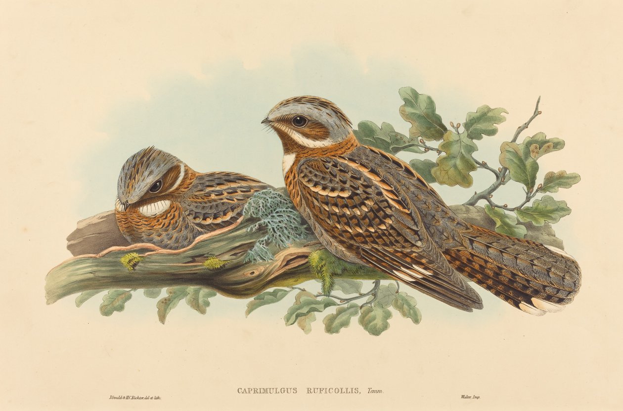 Caprimulgus Ruficolli af John Gould and H.C. Richter
