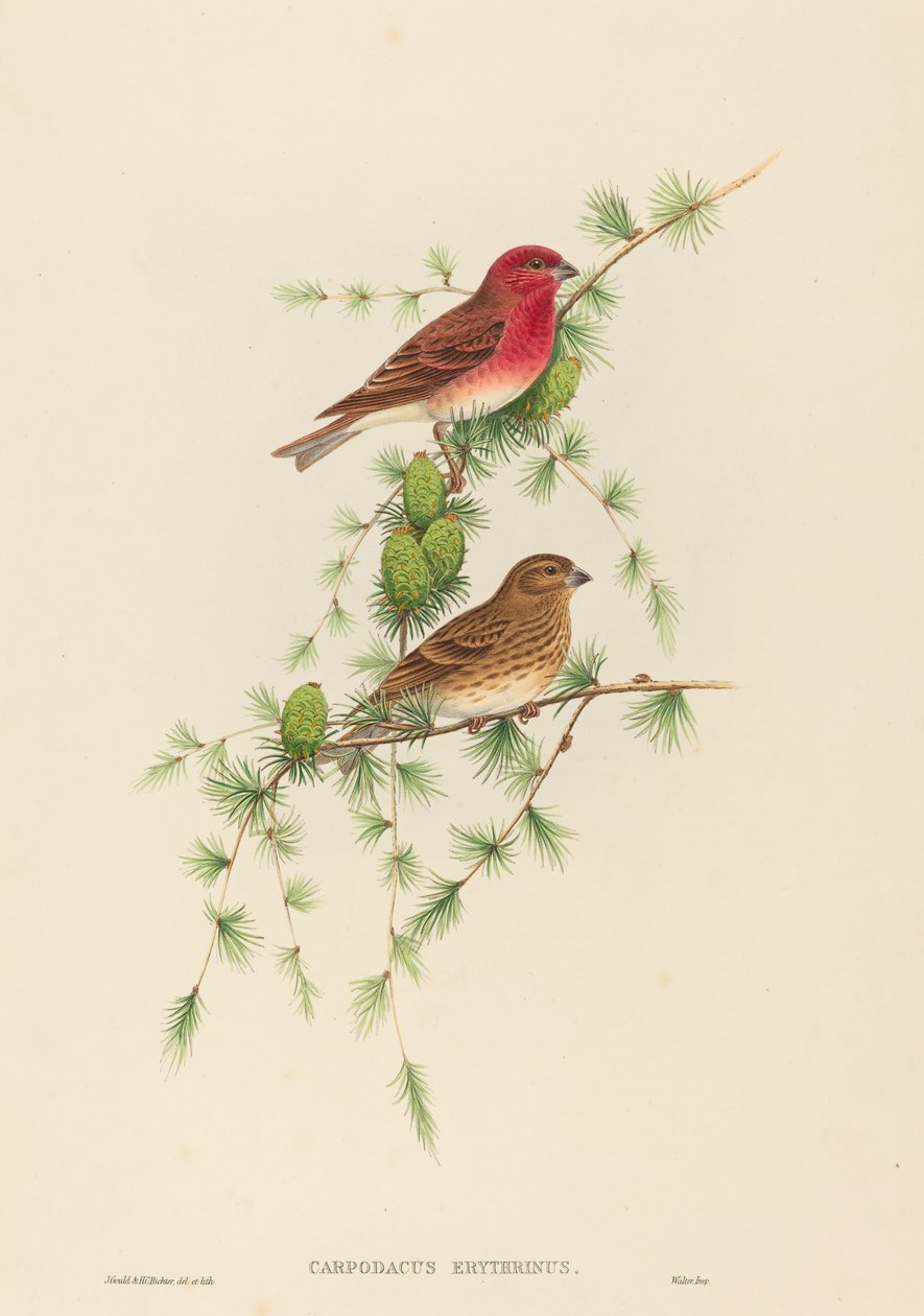 Carpodacus erythrinus (almindelig rosenfinke) af John Gould and H.C. Richter