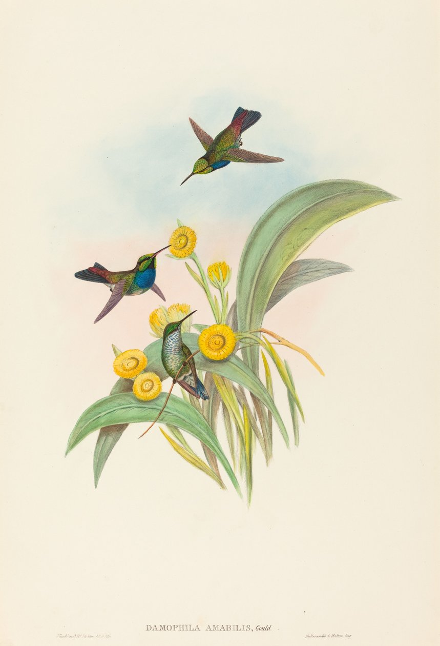 Damophila amabilis (blåbrynet kolibri) af John Gould and H.C. Richter