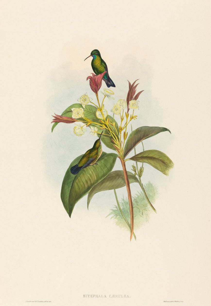 Blåkinnet safir af John Gould and H.C. Richter