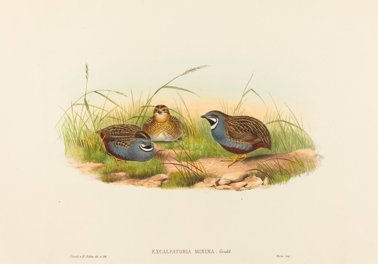 Excalftoria minima (Blåbarmet Vagtel) af John Gould and H.C. Richter