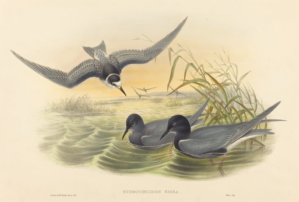 Hydrochelidon nigra af John Gould and H.C. Richter