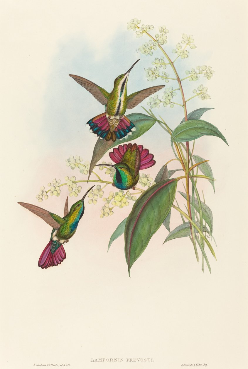Lampornis prost af John Gould and H.C. Richter