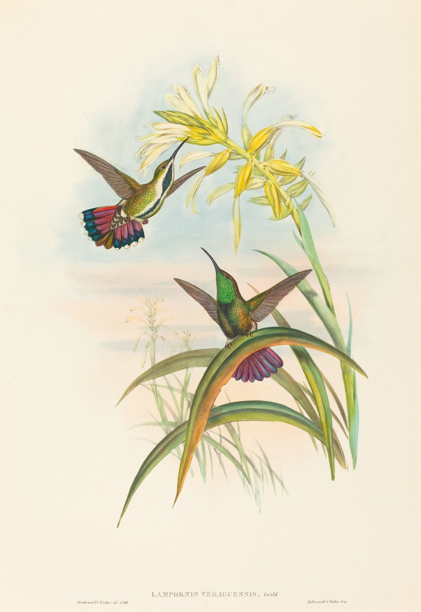 Lampornis veraguensis (Veraguan Mango) af John Gould and H.C. Richter
